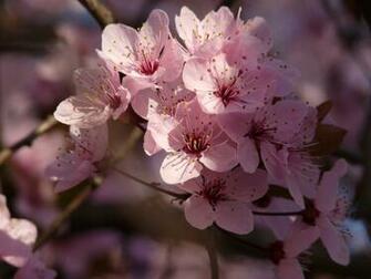 A Sakura Flower Wallpaper Wallpaper9