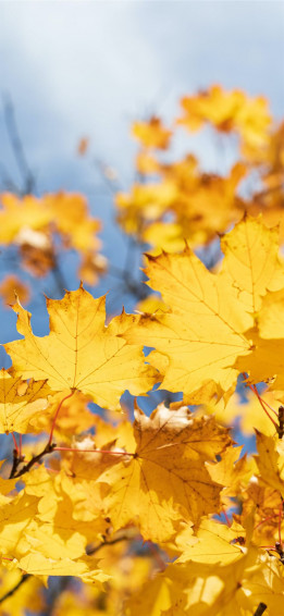 Yellow Maple Leaves iPhone Wallpaper