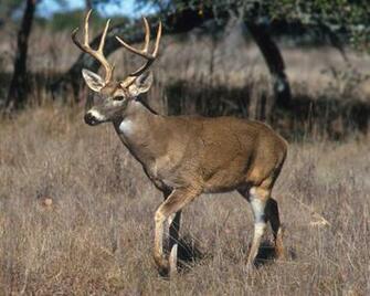 Pointer Whitetail Deer Wallpaper Hq
