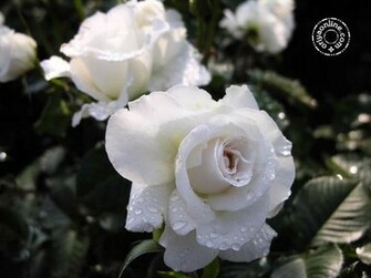 Rose Online Wallpaper Weddingdressin