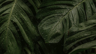 Green Leaf Desktop Background Wallpaper Aesthetic HD Nature Image