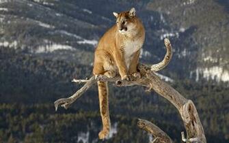 Mountain Lion Wallpaper