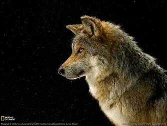 Gray Wolf Picture Wallpaper National Geographic Photo Of The Day