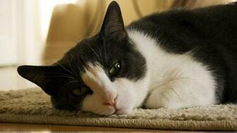 Black And White Cat Wallpaper