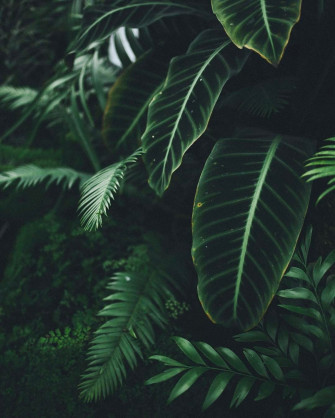 Plant Aesthetic Laptop Wallpaper On