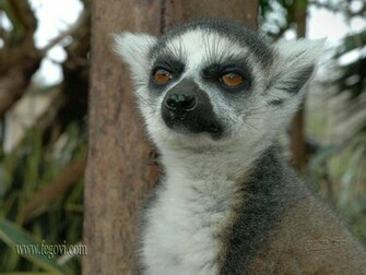 Lemur Wallpaper Image And Animals Pictures