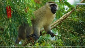 Vervet Monkey East Africa Wallpaper