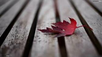 The Red Maple Leaf On Boards HD Wallpaper