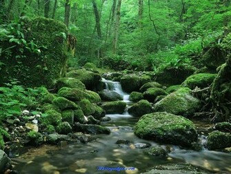 107359d1338614028 Natural Beauty Wallpaper Image Jpg