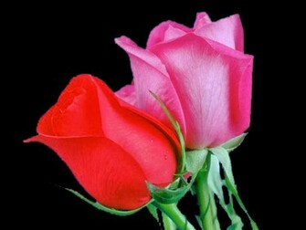 Single Red Rose Flower Wallpaper