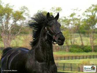 Friesian Screensaver And Wallpaper