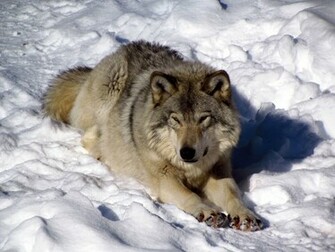 North American Timber Wolf Snow Wolves Winter F Wallpaper