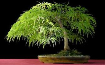 Japan Bonsai Wallpaper Pictures