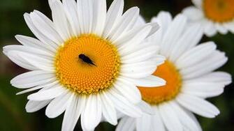In The Daisy Wallpaper Black Beetle Sits 3d For