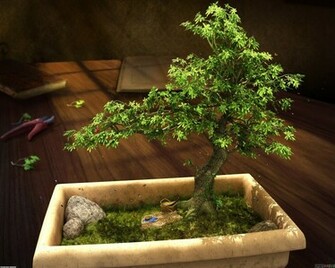 Bonsai Tree Wallpaper Open Walls