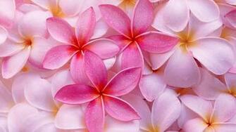 Pink Flower Background HD Wallpaper Flip