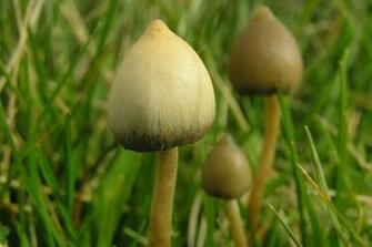 Psychedelic Mushrooms HD Walls Find Wallpaper