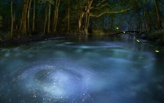 Enchanted Forest Background
