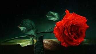 Single Red Rose Flowers Flower HD Wallpaper Image Pictures