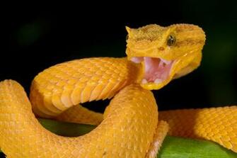 Gallery Eyelash Viper Venom