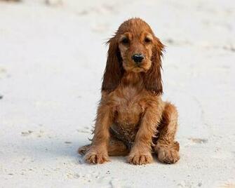 Cocker Spaniel Wallpaper
