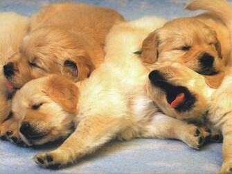A Pile Of Puppies Dog Wallpaper Computer Desktop