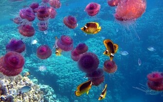 Pink Jellyfish Wallpaper HD Animals
