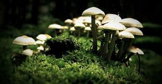 Pics Photos Mushroom HD Desktop