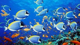 School Of Fish Thailand One iPhone Wallpaper Photo