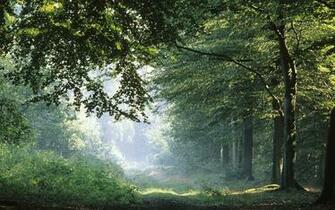 Above Is Autumn Forest Lake Wallpaper In Resolution