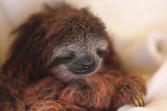 Animals Sloth Wallpaper