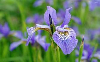 Purple Iris Wallpaper Flower