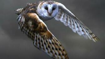 Owl Bird Animal Animals HDw Eweb4