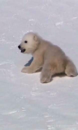 Polar Bear Live Wallpaper For Android
