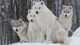 Pack Of Wolves Wallpaper Image