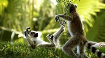 Monkeys Pixels Wallpaper Tagged Funny Animals