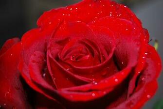 Red Roses HD Wallpaper Downlaod