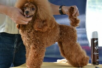 Poodle Wallpaper Desktop