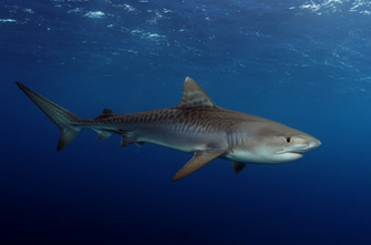 Tiger Shark High Definition Widescreen Wallpaper