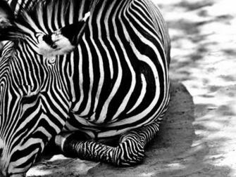 Zebra Wallpaperthe Today Stuff