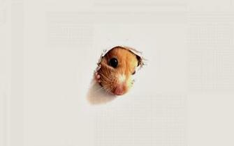 Hamster Wallpaper HD Beautiful Collection