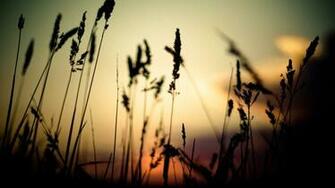 Nature Spikelets Silhouette Wallpaper HD Desktop And