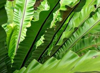 Green Fanning Fronds Stock Photos Rgbstock Image