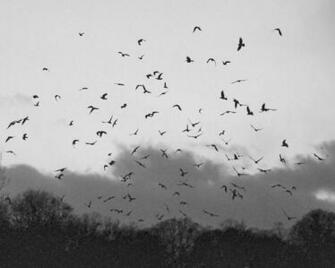 Bird Silhouette Wallpaper