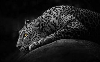 Black Jaguar Wallpaper