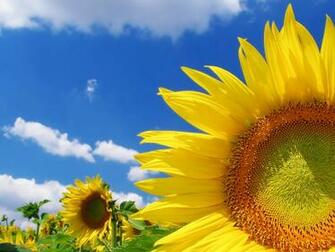 Hq Sun Flower HD Wallpaper For Desktop