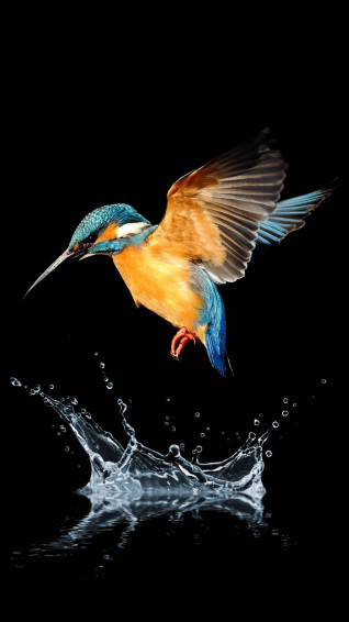 4k Ultra HD Bird Wallpaper
