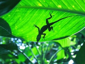 Habitats Tropical Rain Forest Pictures Wallpaper S
