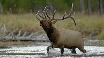 Elk Wallpaper HD Galleryhip The Hippest Pics