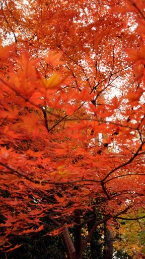 Japanese Maple Treessamsung Wallpaper Samsung